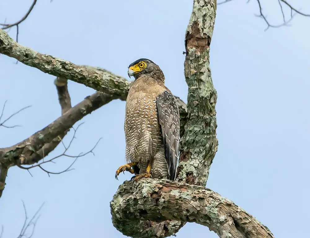 Crested Serpent Eagle Physical Characteristics