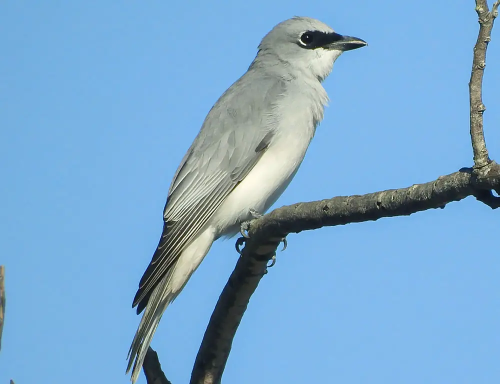 Conservation Status of the Cuckooshrike