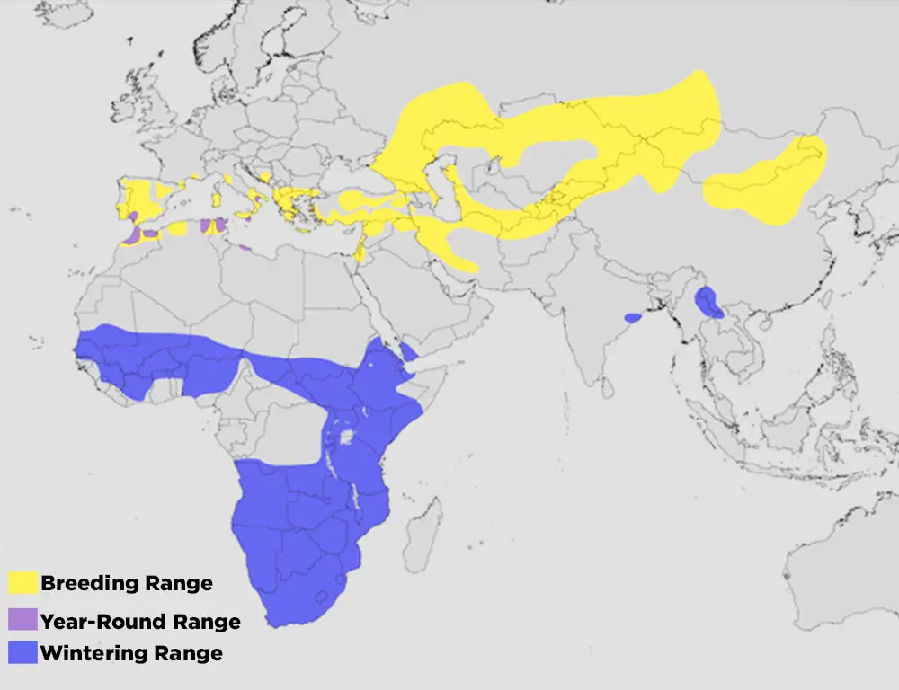Description of the Ranging Map Of Lesser Kestrel
