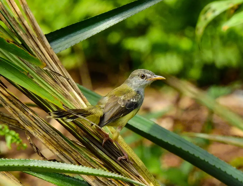 Diet and Feeding Behavior of the Bar-Winged Prinia