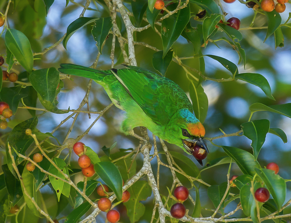 Diet and Feeding Habits of Flame-Fronted Barbet