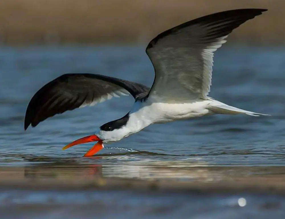 Diet and Feeding Habits of Indian Skimmer