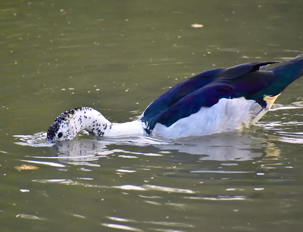 Diet and Feeding Habits of Knob-Billed Duck
