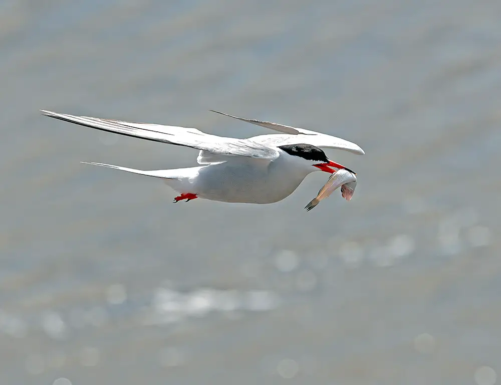 Diet and Feeding Habits of River Tern