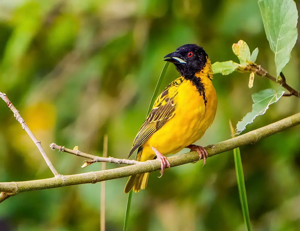 Diet and Feeding Habits of Village Weaver