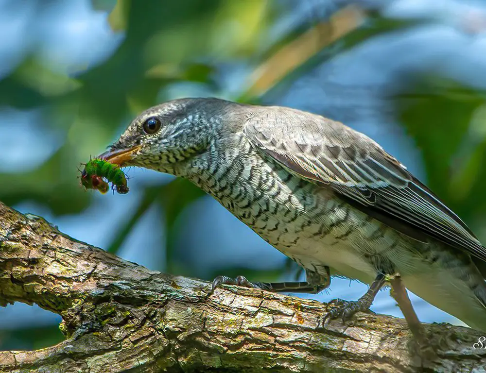 Diet and Feeding Habits of the Black-Headed Cuckooshrike