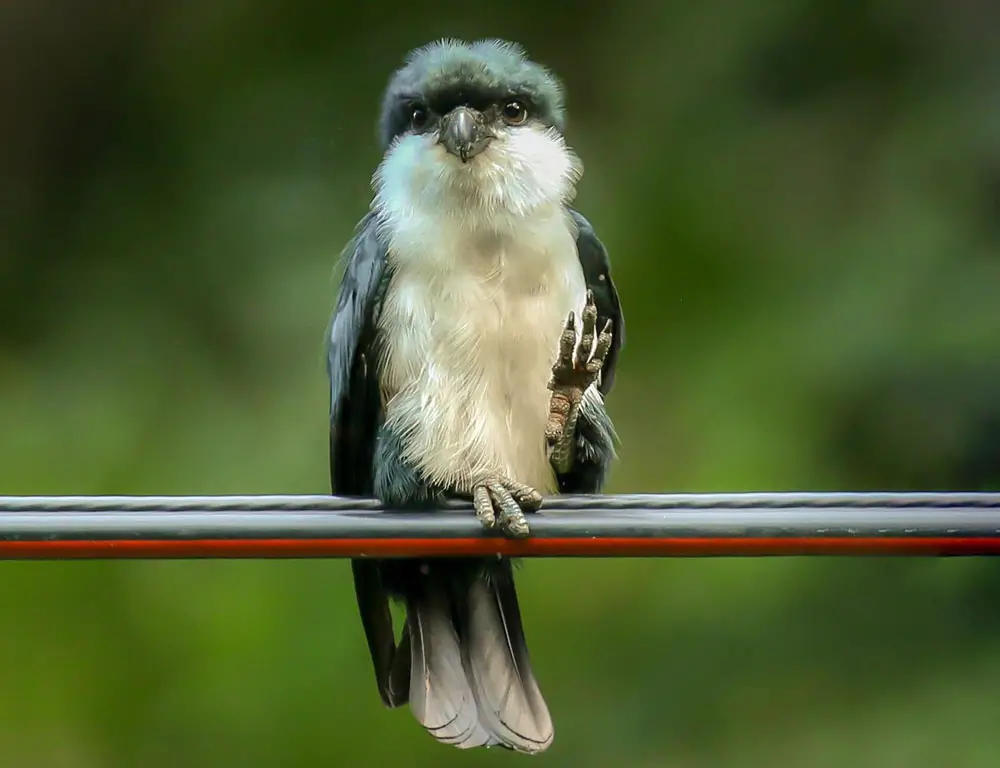 Diet and Feeding Habits of the Philippine Falconet