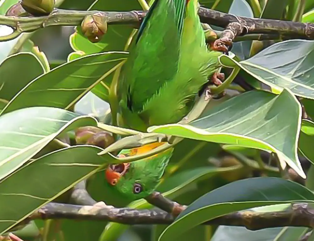 Diet and Feeding Habits of the Yellow-Throated Hanging Parrot