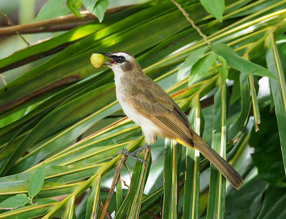 Diet and Feeding Habits of the Yellow-Vented Bulbul