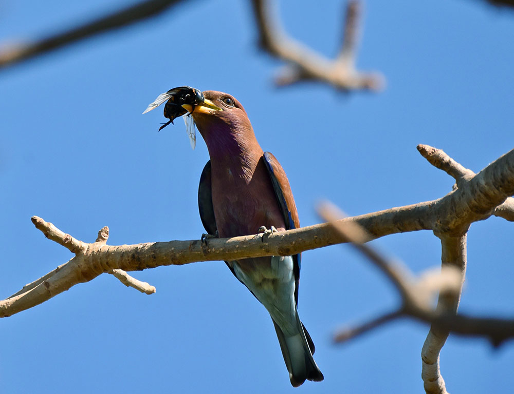 Diet and Feeding Preferences of the Broad-Billed Roller