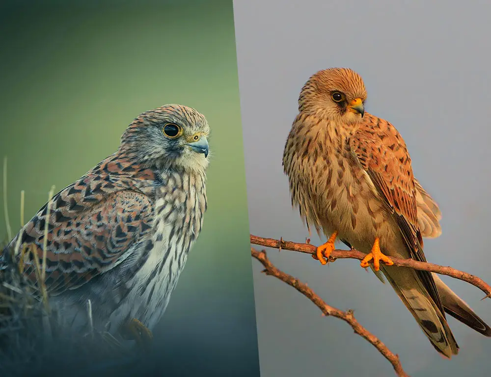 Difference Between A Kestrel And A Lesser Kestrel