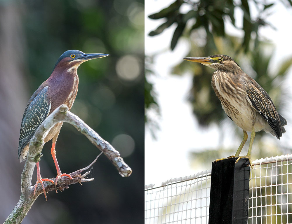 Difference Between Green And Striated Heron