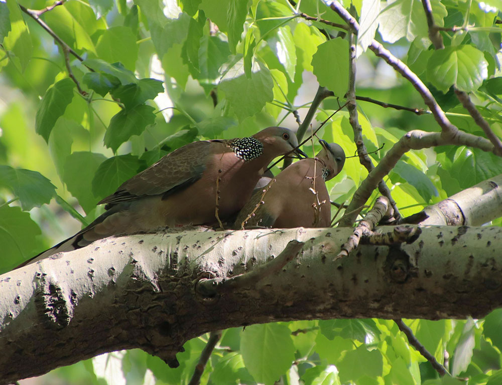 Distribution and habitat 