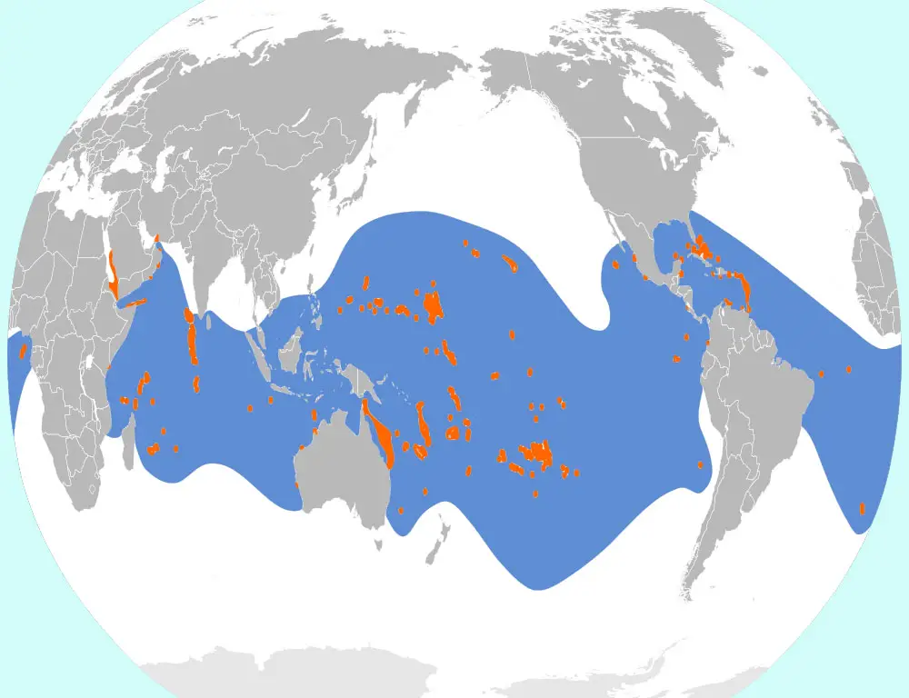 Distribution of the Brown Noddy
