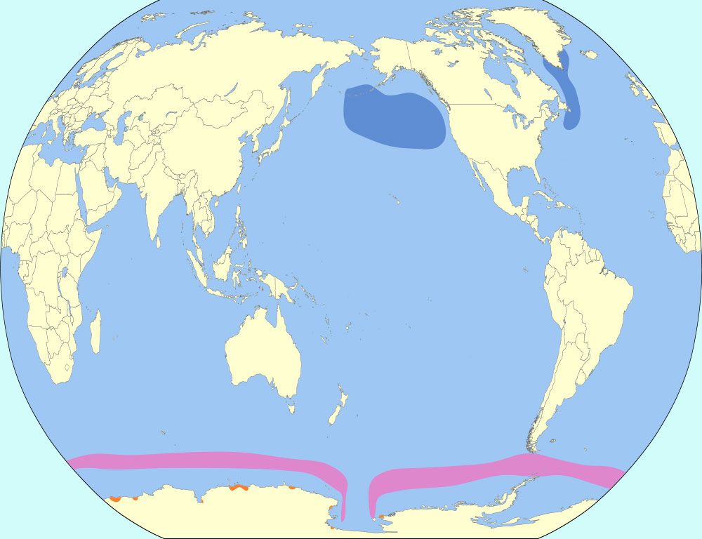 Distribution of the South Polar Skua
