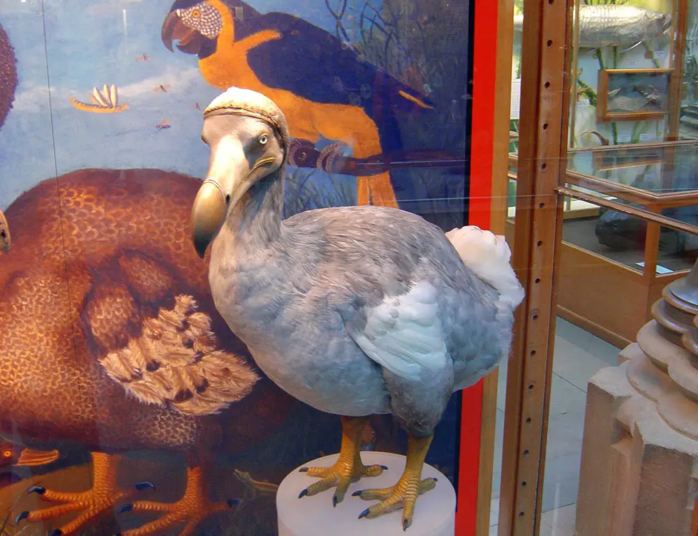 Taxonomy, Distribution, and Breeding Habits of the Dodo