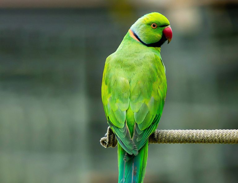 Preserving the Unique Legacy of the Echo Parakeet - The Worlds Rarest Birds