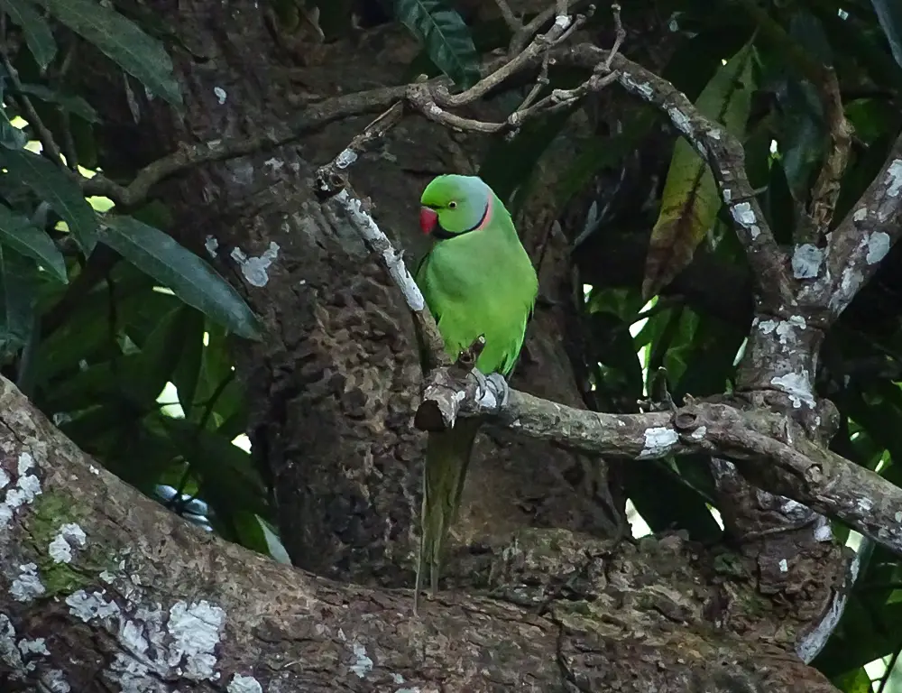 Echo Parakeet Conservation