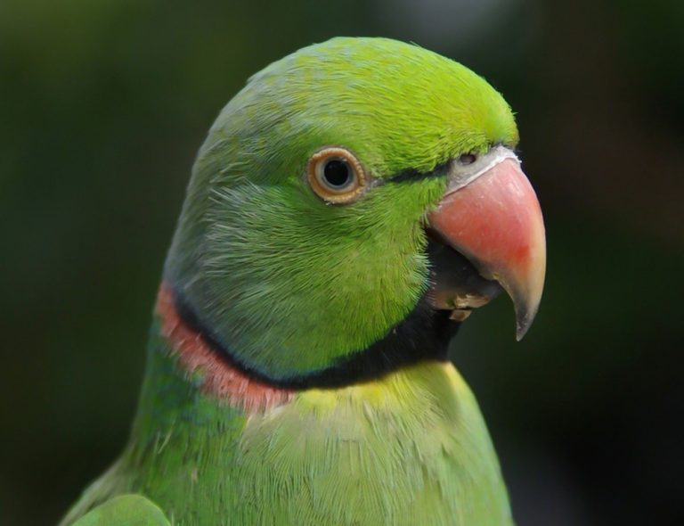 Preserving the Unique Legacy of the Echo Parakeet - The Worlds Rarest Birds