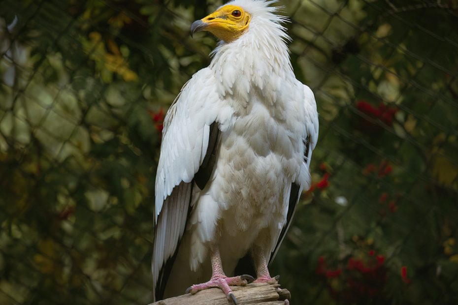 Egyptian Vulture