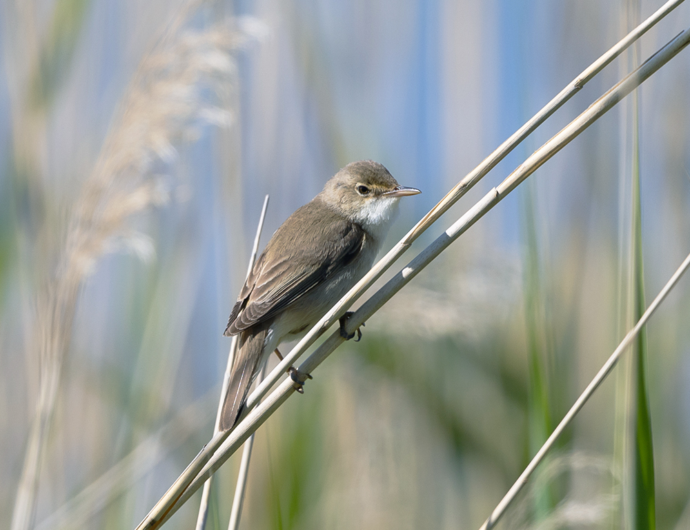 Eurasian Reed Warbler