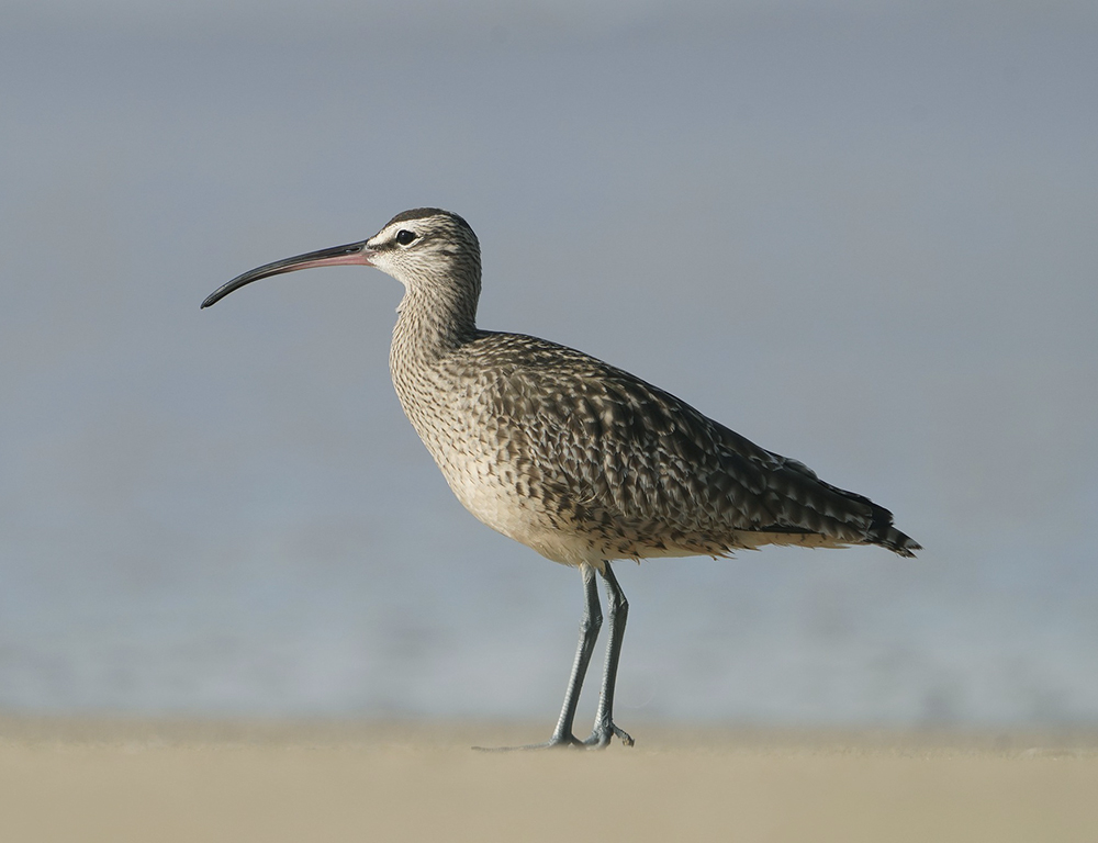 Eurasian Whimbrel