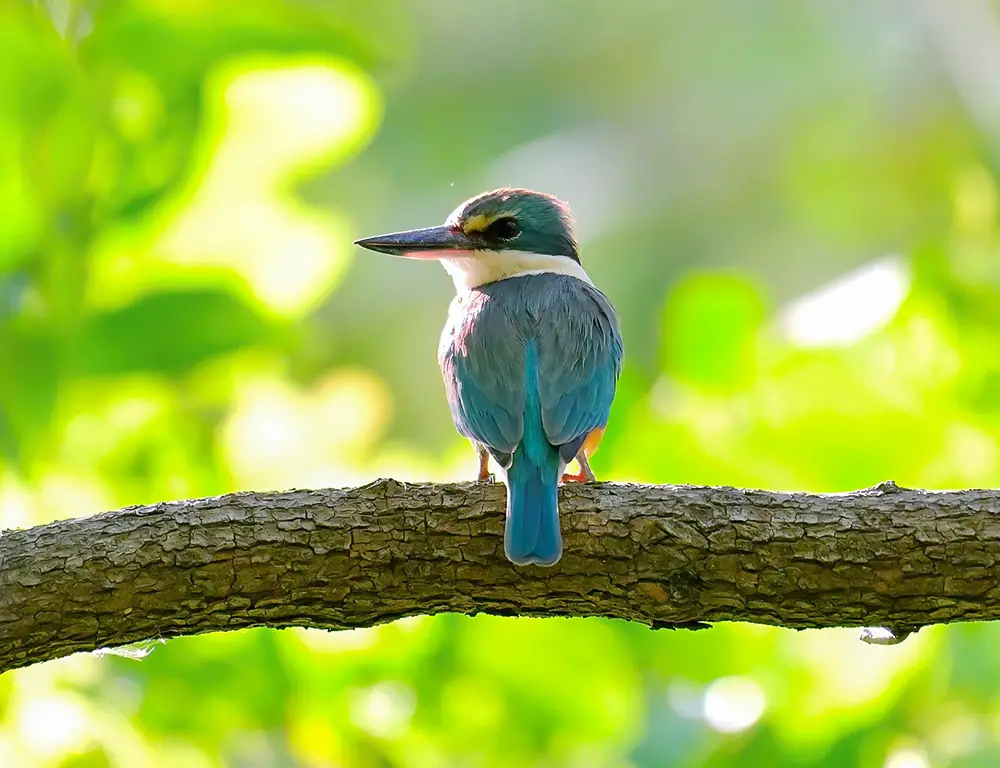 Explaining the Life History and Distribution of the Sacred Kingfisher