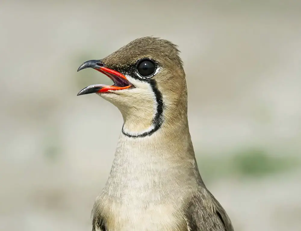 Eyes of Collared Pratincole