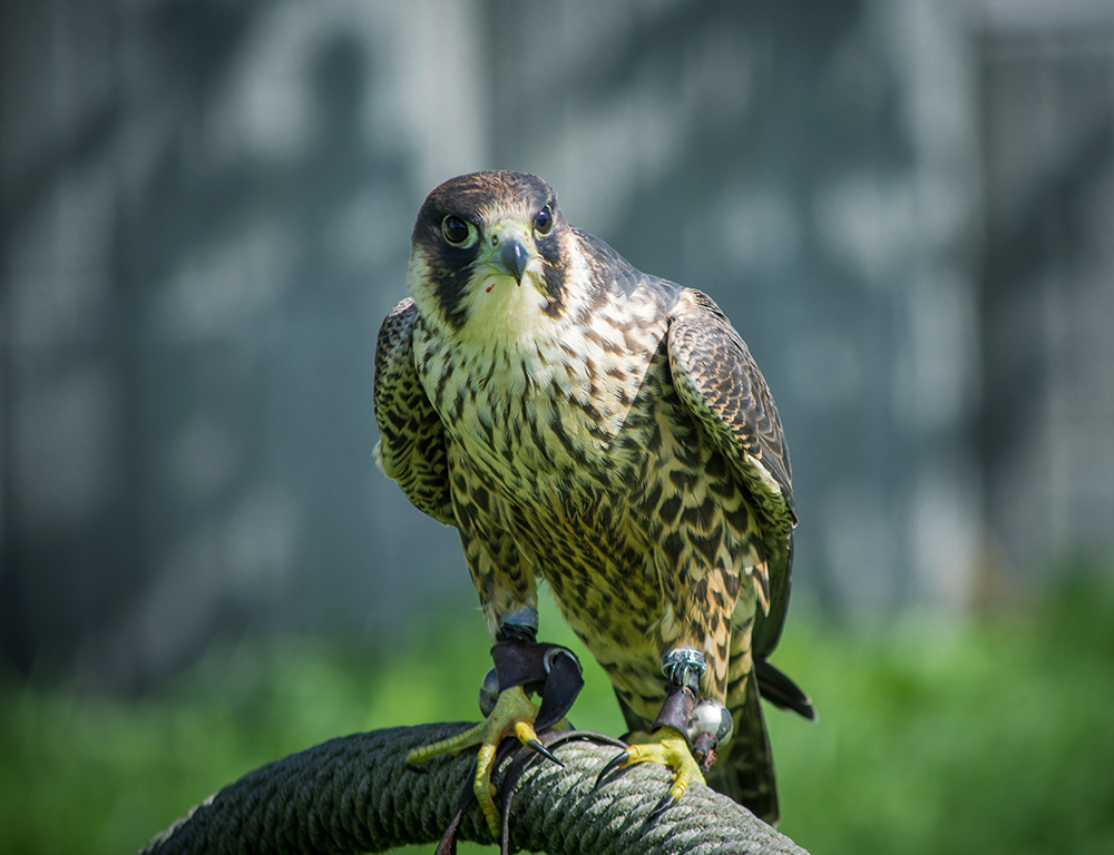 Falcon