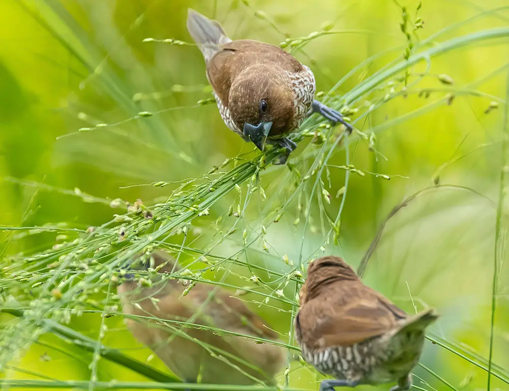 Fascinating Characteristics of the Scaly-Breasted Munia