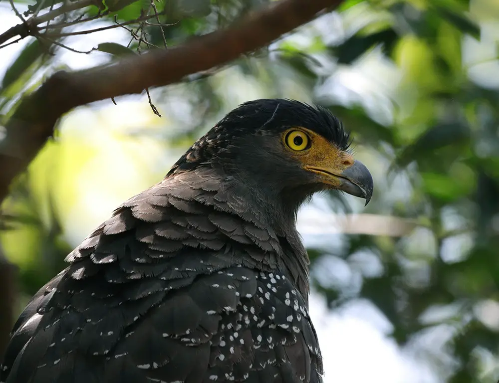 Feeding Habits of Crested Serpent Eagle