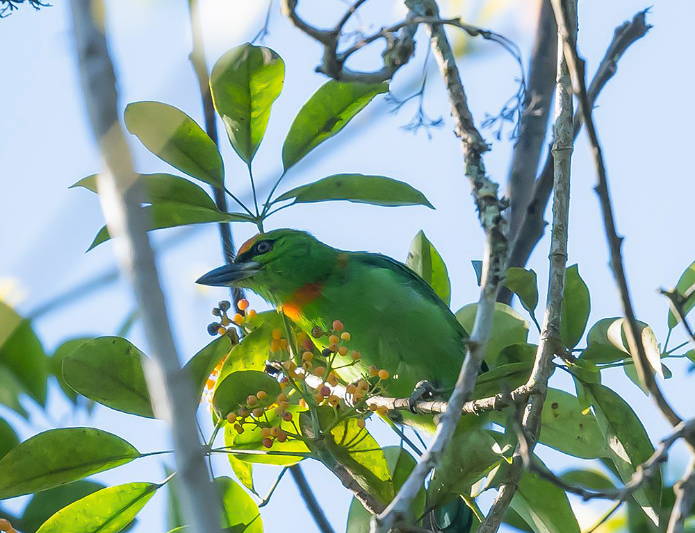 Habitat and Distribution of Flame-Fronted Barbet