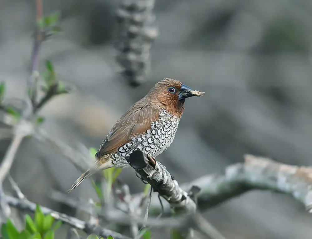 Food Habits of the Scaly-Breasted Munia