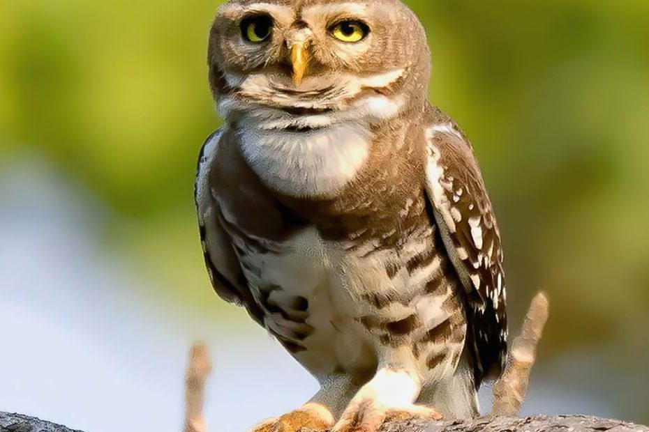 Forest Owlet