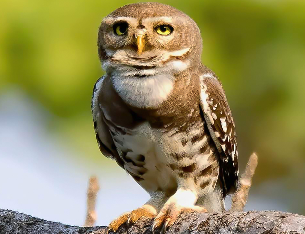 Forest Owlet