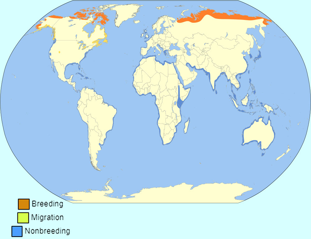 Global Distribution of grey plover