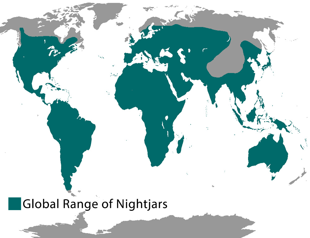 Global range of nightjars
