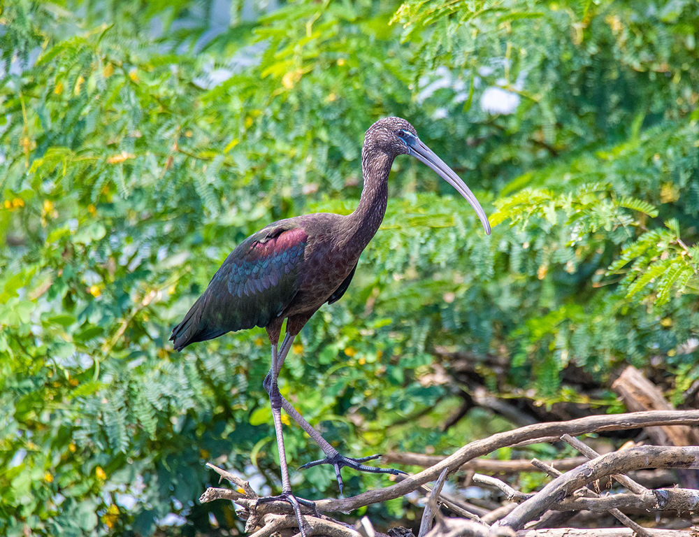 Glossy Ibis