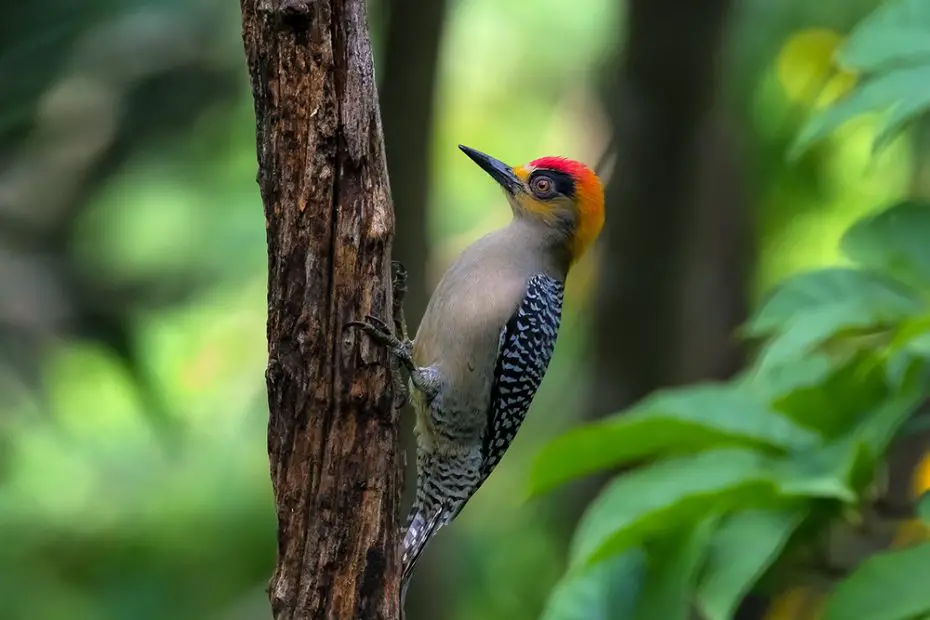 Golden-Cheeked Woodpecker