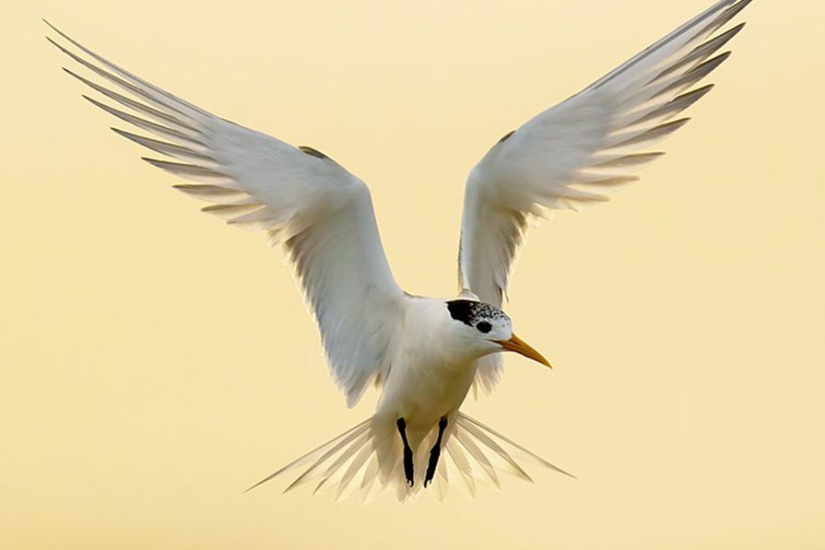 Greater Crested Tern