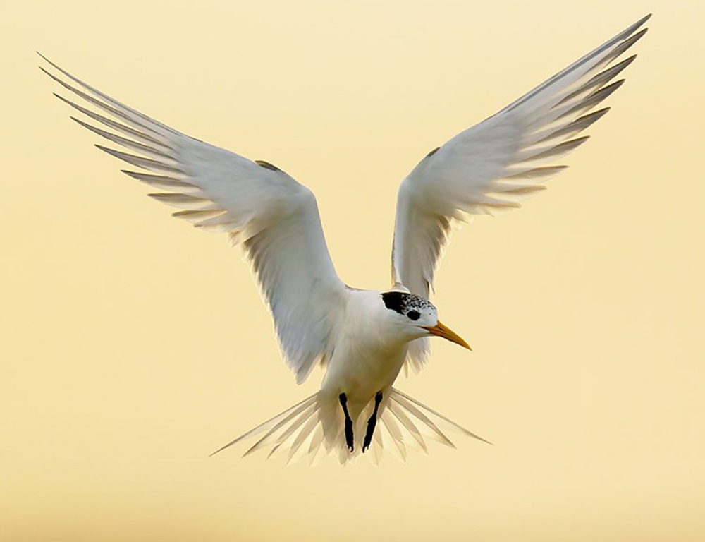 Greater Crested Tern