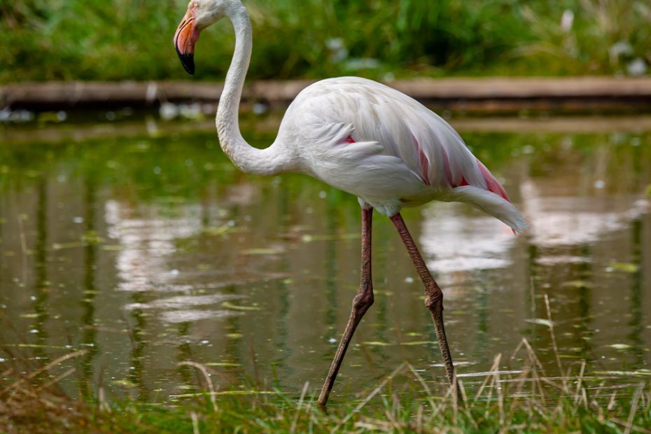 Greater Flamingo