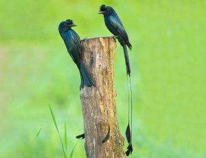 Greater Racket-Tailed Drongo