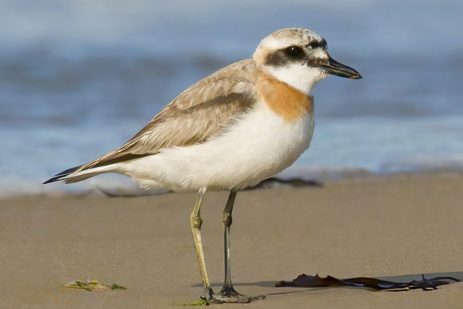 Greater Sand Plover