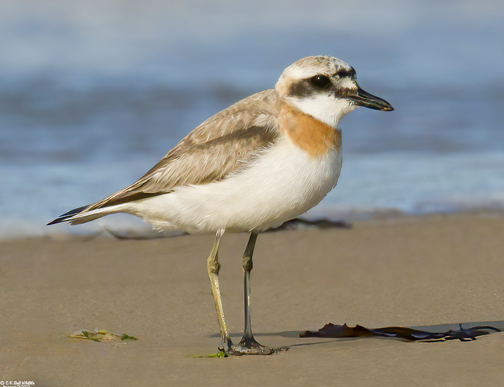 Greater Sand Plover