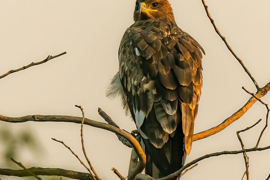 Greater Spotted Eagle