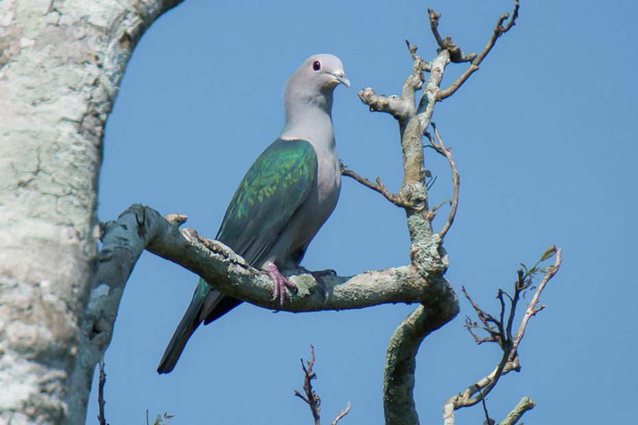 Green Imperial Pigeon