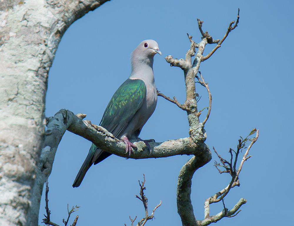 Green Imperial Pigeon