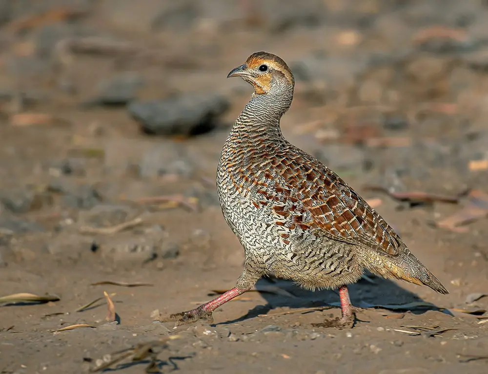 Interesting Facts About the Grey Francolin