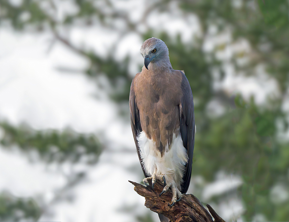 Grey-Headed Fish Eagle